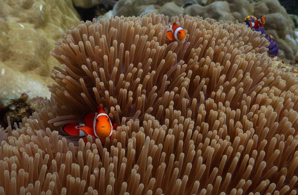 FOTO: Raja Ampat Hadapi Tekanan di Tengah Keajaiban Bawah Laut