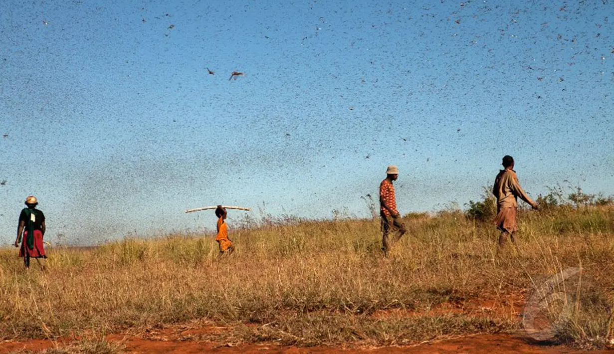 Patani Madagaskar berjalan di area perkebunannya. Ribuan belalang yang terbang diudara terlihat seperti hujan (AFP Photo/Rijasolo).