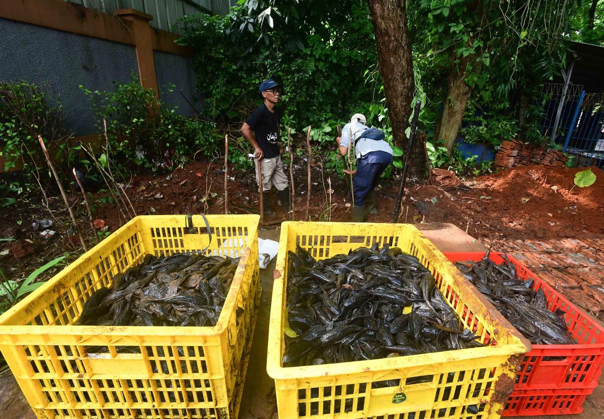 FOTO: Operasi  Penangkapan  Ikan Sapu Sapu di Setu Babakan Capai Lebih dari Tiga Ton