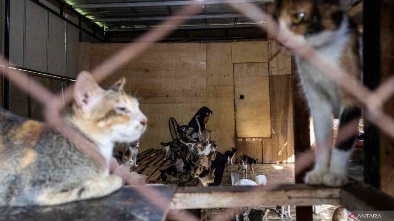 Kisah Salmiati, Pahlawan Penyelamat Kucing Terdampak Banjir Bandang di Padang