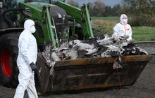 FOTO: Flu Burung Mengganas di Jerman, Bangau Liar Berguguran dan Ratusan Ribu Unggas Dimusnahkan