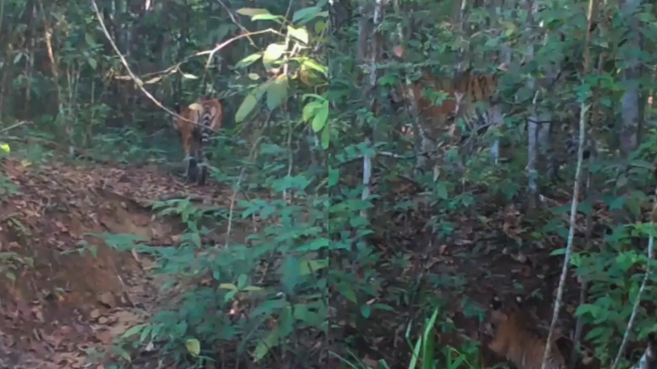Seekor induk Harimau Sumatera terekam kamera trap tengah mengasuh tiga anaknya dalam rekaman video yang dipasang tim monitoring Balai TNWK. (Istimewa)