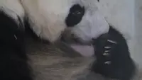 Cerita Dokter Hewan yang Bantu Kelahiran Bayi Panda Rio di Taman Safari Bogor, Sempat Tidak Yakin