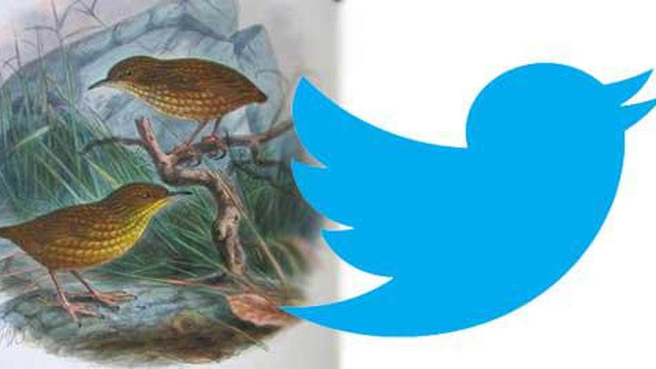 Larry si burung biru Twitter mempunyai nama asli Passerine?