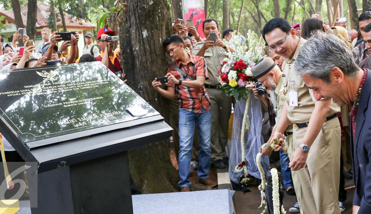 Gubernur DKI Jakarta Ahok saat memotong pita tanda peresmian masuknya 2 ekor jerapah baru di Jakarta, Selasa (18/8/2015). Ragunan kini memiliki sepasang Jerapah hasil hibah dari Kebun Binatang Taronga Zoo, Sidney, Australia. (Liputan6.com/Yoppy Renato)