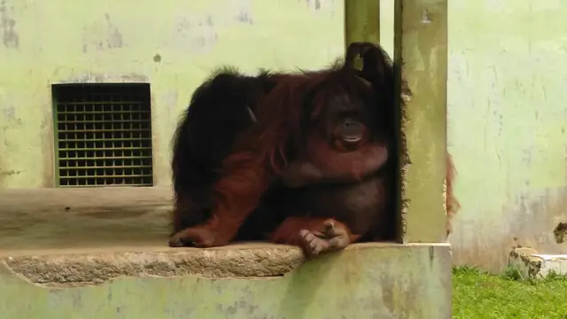 Satwa di Medan Zoo