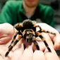 Penjaga menunjukkan seekor laba-laba mexican red-kneed saat sensus tahunan di Kebun Binatang ZSL London, Inggris, Kamis (2/1/2020). Kebun Binatang ZSL London melakukan sensus tahunan terhadap lebih dari 500 spesies. (AP Photo/Frank Augstein)