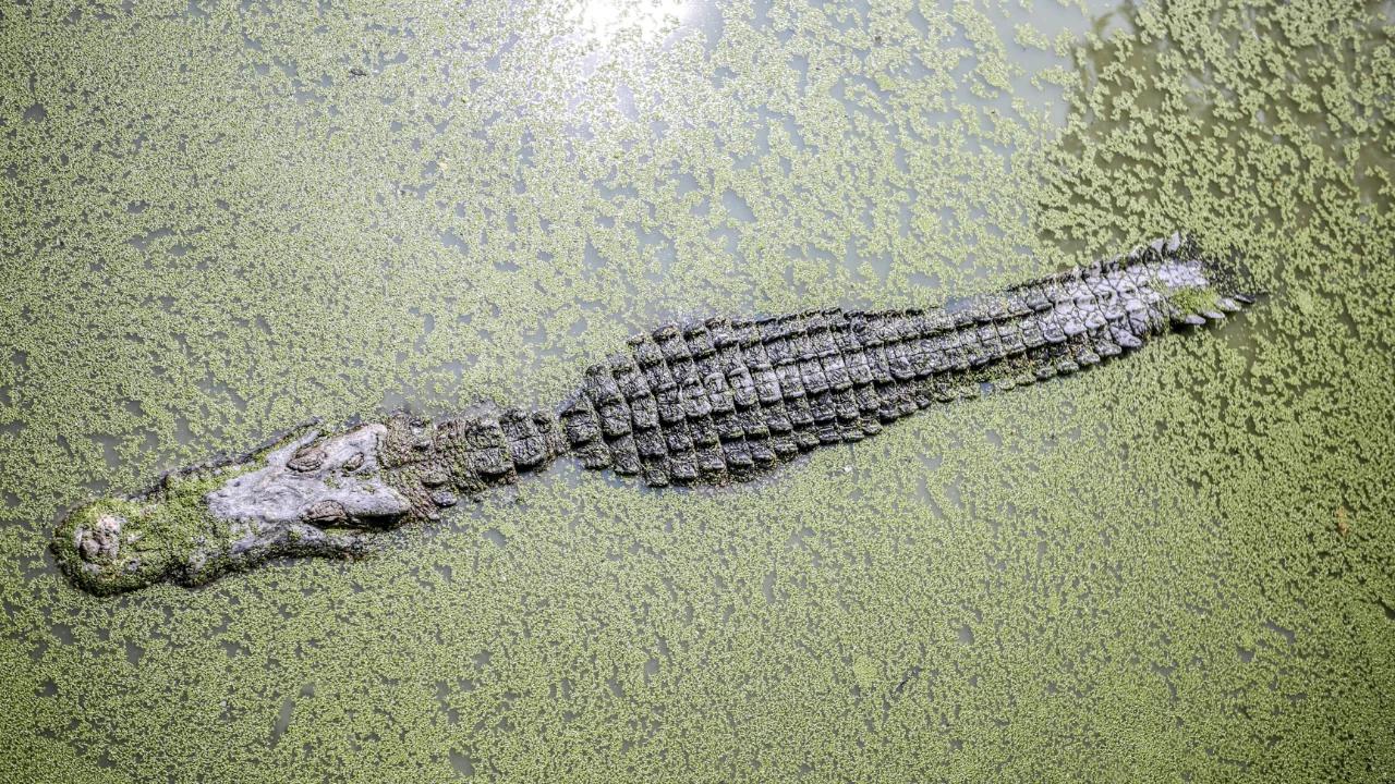 Momen Mengerikan Seorang Ibu Diterkam Buaya saat Cuci Kepiting di Pinggir Sungai Agimuga Hingga Kini Hilang