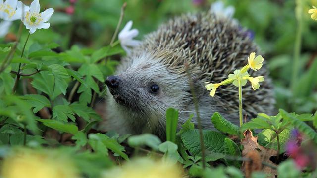Ilustrasi landak mini