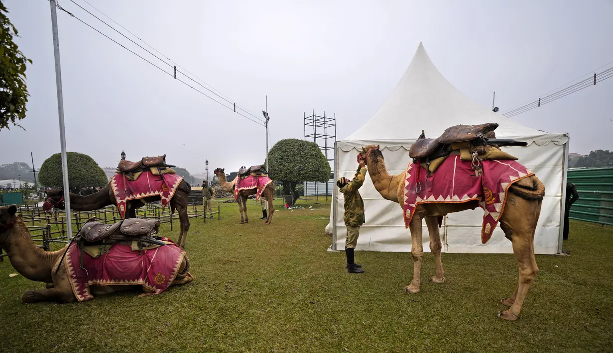 Seorang prajurit pasukan keamanan Perbatasan India mengikat mulut untanya saat mereka bersiap-siap untuk latihan parade Hari Republik mendatang di New Delhi, India (17/1/2022). India akan merayakan Hari Republik pada 26 Januari. (AP Photo/Manish Swarup)