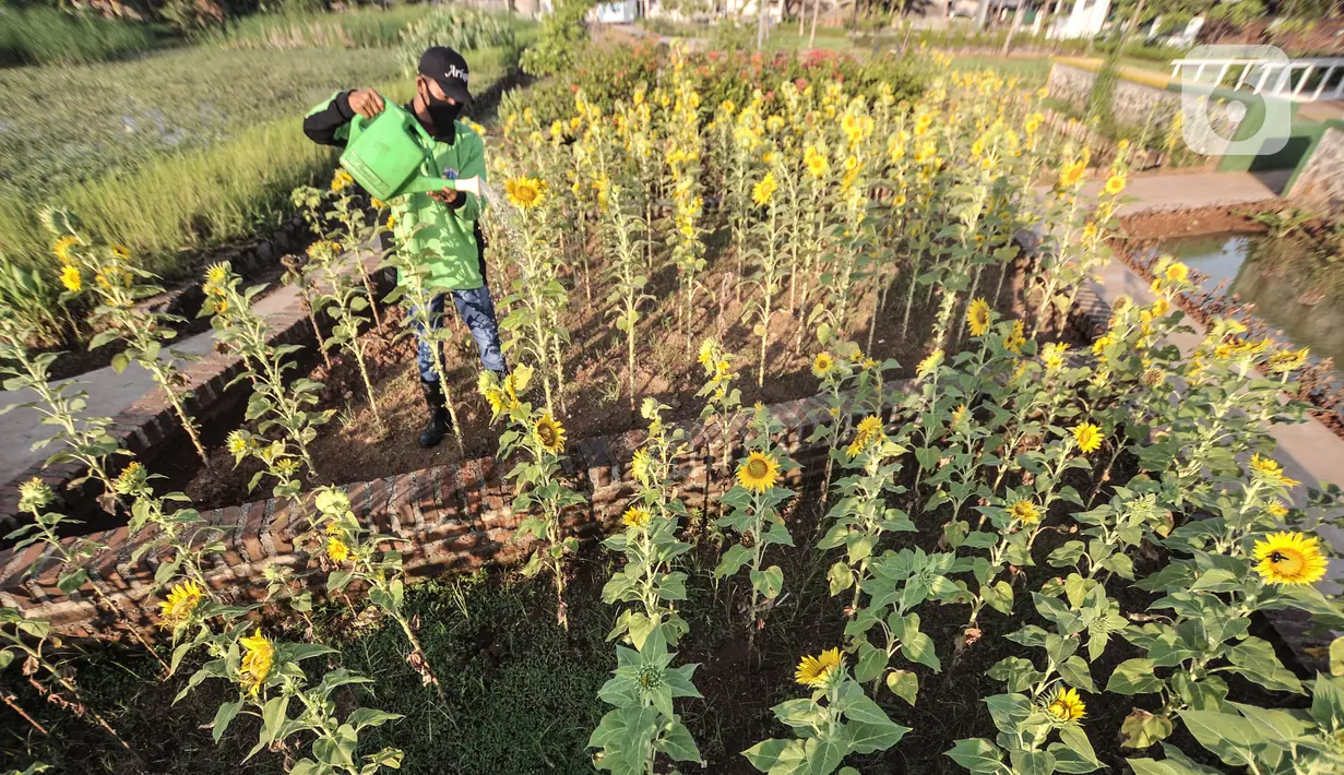 Petugas Suku Dinas Pertamanan Jakarta Utara melakukan perawatan kebun bunga matahari di Taman Rotannusa, Rorotan, Cilincing, Kamis (27/5/2021). Pemkot Jakarta Utara membudidayakan kebun bunga matahari di dua taman, yakni Taman Sungai Kendal dan Taman Rotannusa. (merdeka.com/Iqbal S Nugroho)