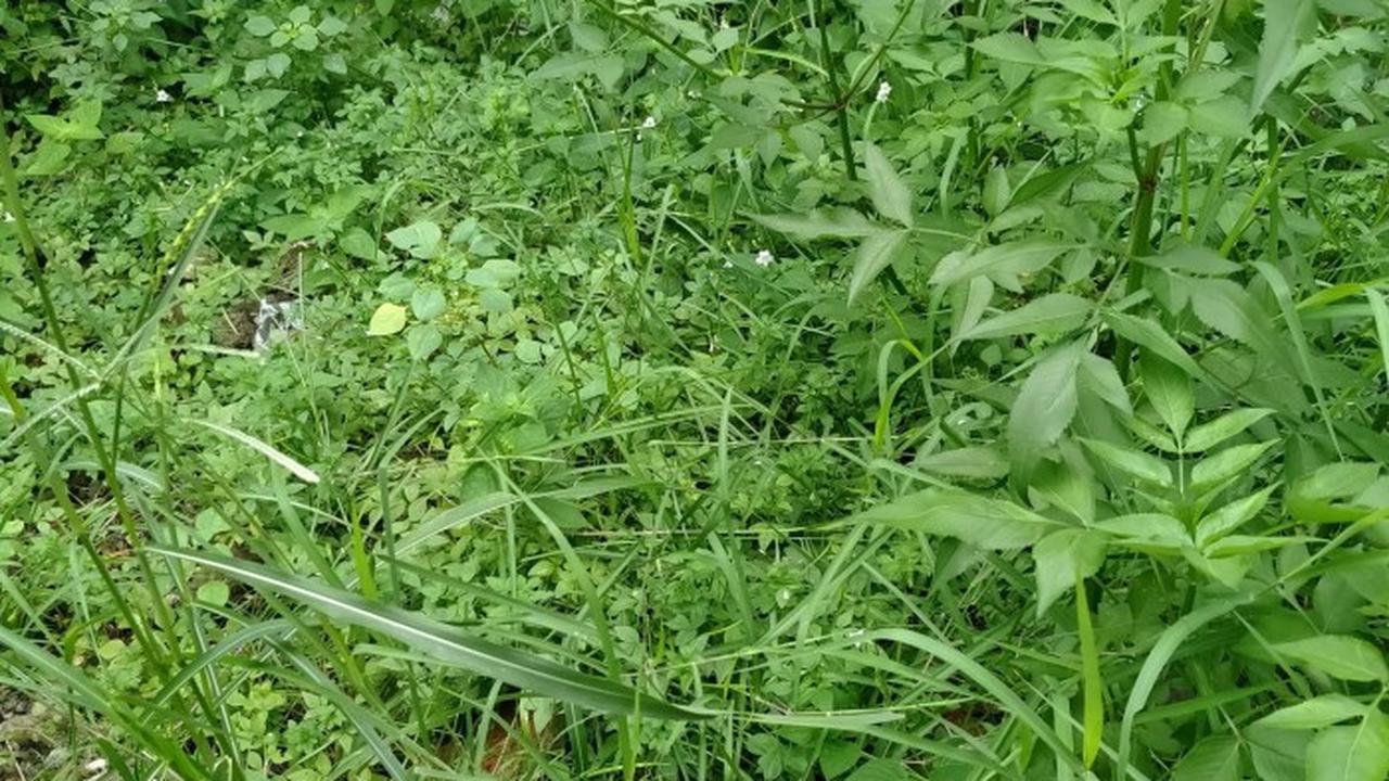 Membasmi Rumput Liar