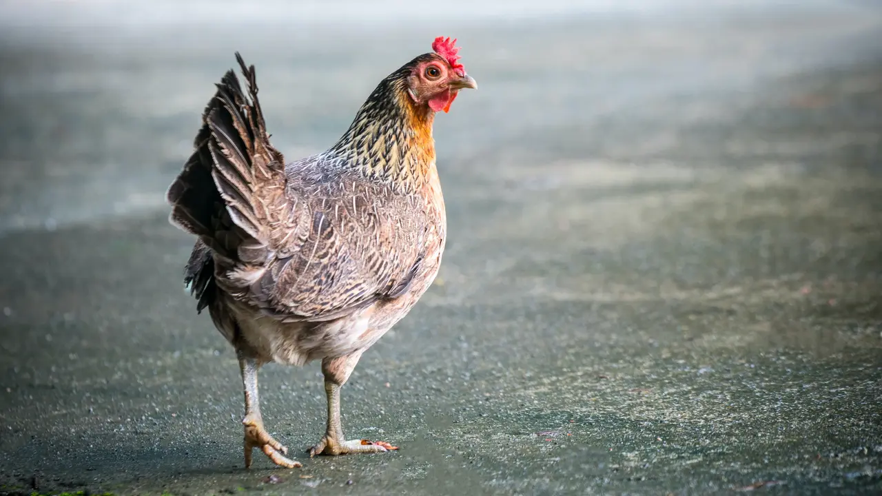 ayam