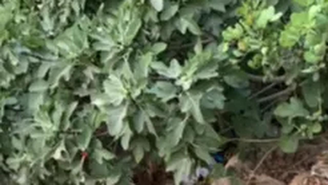 Video penampakan buah dari Surga ini kemudian diunggah melalui akun TikTok dokumentasi16.