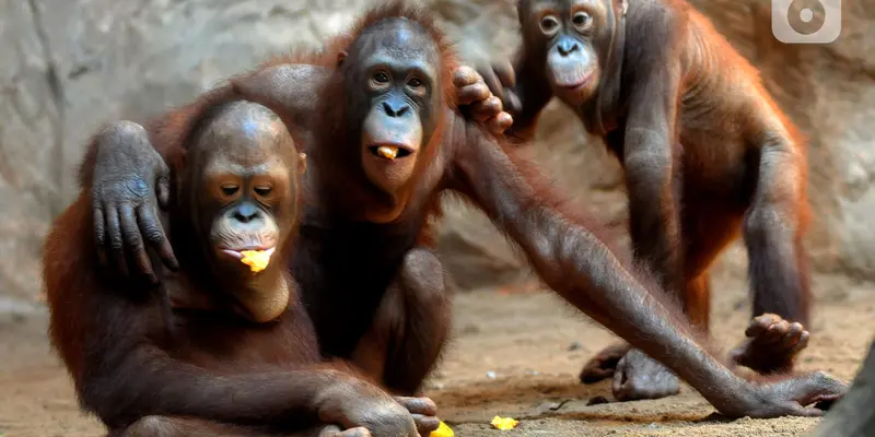 FOTO: Tingkah Lucu Orangutan dan Gajah di Taman Margasatwa Ragunan