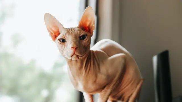 Sphynx