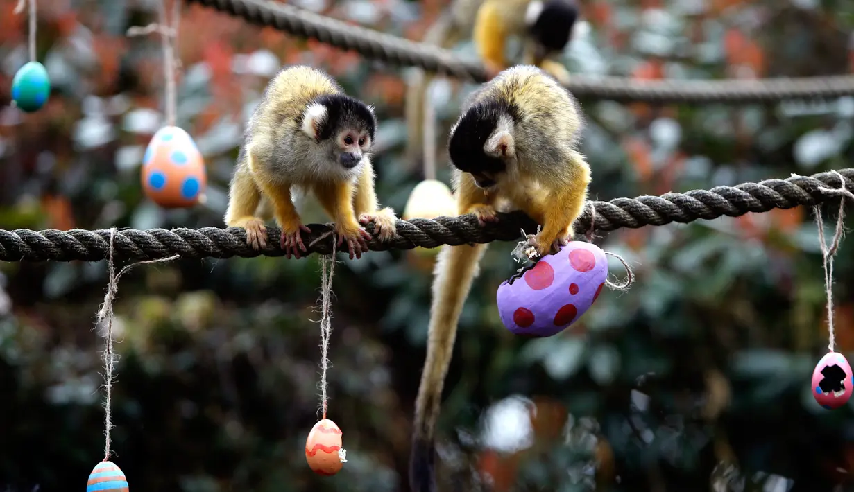 Momen ketika sepasang monyet tupai mengeluarkan cacing dan biji-bijian dari telur Paskah yang disediakan Kebun Binatang London, Inggris, Kamis (29/3). (AP Photo/Alastair Grant)