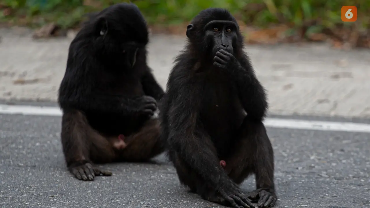 Monyet Hitam Sulawesi Tengah (Macaca tonkeana).