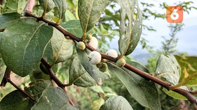 Manusia Dilarang Rusak Bumi
