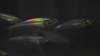 Gambar ikan lele hantu yang menunjukkan permainan warna di kulitnya. Ikan lele hantu memiliki tubuh tembus pandang yang berkedip-kedip dengan warna pelangi saat terkena cahaya. Sekarang, para ilmuwan telah memecahkan kasus bagaimana ikan menciptakan cahaya warna-warni. (Qibin Zhao via AP)
