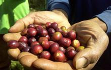 Cerita Empat Kopi Khas Bandung yang Kini Mendunia, Rasanya Diakui Amerika sampai Arab Saudi