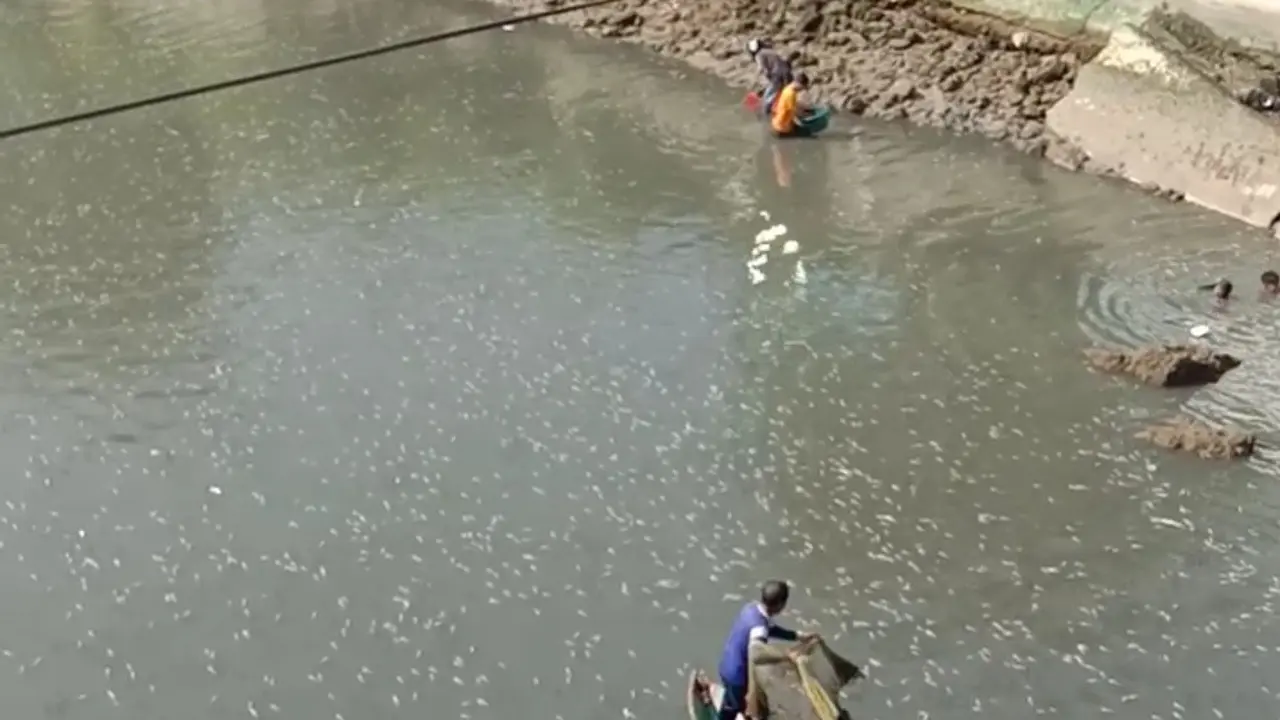 Warga Kota Baubau, berebut menangkap ikan lompa yang tiba-tiba muncul di muara sungai.(Liputan6.com/Ahmad Akbar Fua)