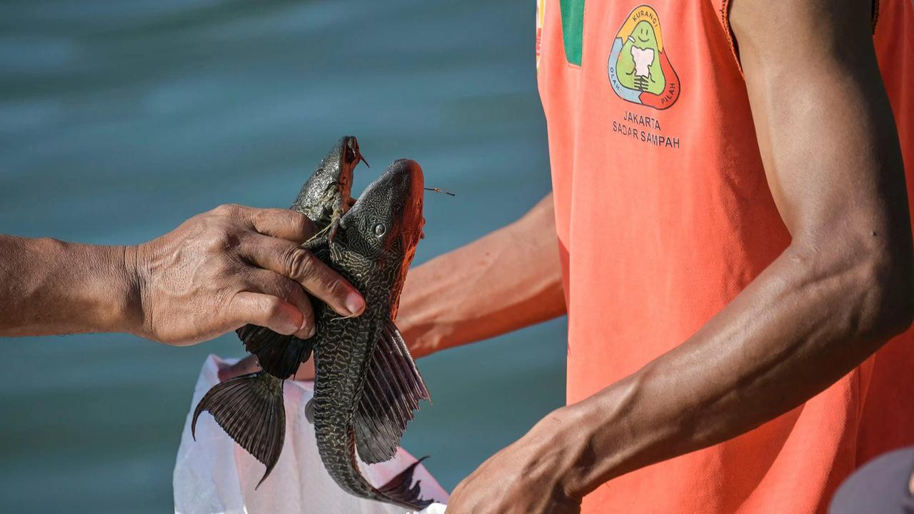 FOTO:Pemusnahan Ikan Sapu Sapu di Waduk Kaja Ciracas