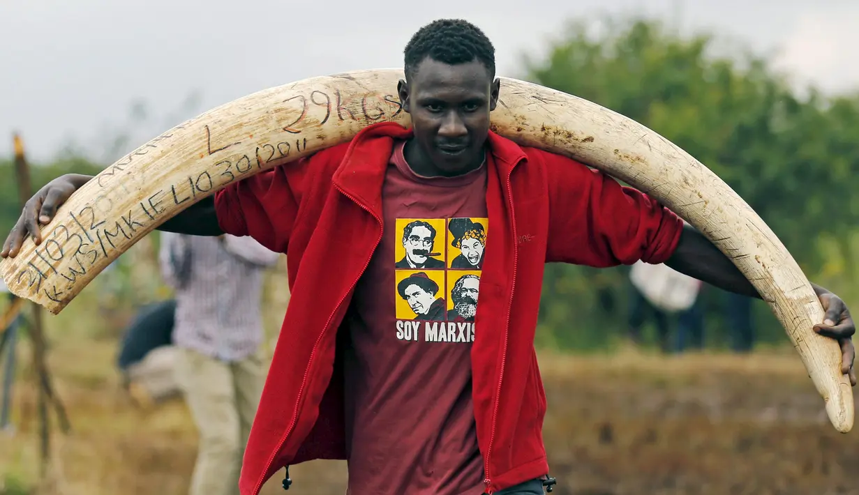 Pekerja membawa gading gajah berukuran besar untuk dibakar di Nairobi National Park, Kenya, (20/4). Sebanyak 105 ton gading gajah berhasil diamankan petugas Kenya Wildlife Service (KWS). (REUTERS / Thomas Mukoya) 