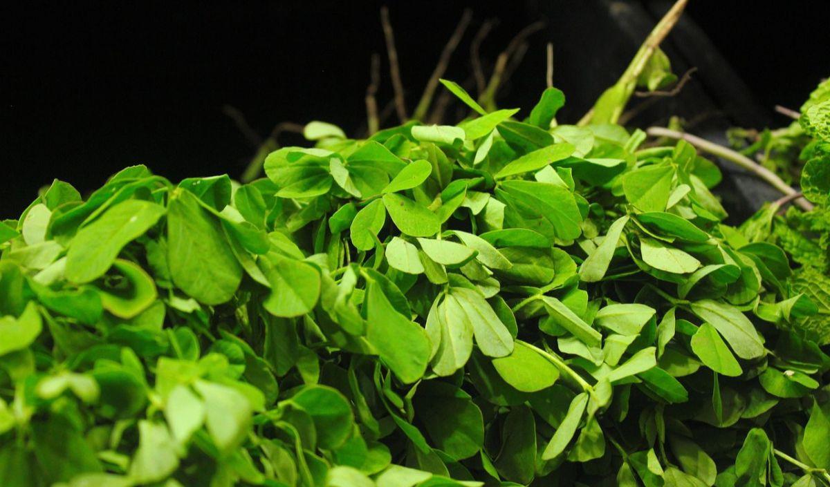 Cara Membuat Air Rebusan Daun Fenugreek: