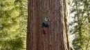 Mereka memeriksa pohon setinggi 275 kaki tersebut untuk mencari bukti adanya kumbang kulit kayu, sebuah ancaman baru bagi pohon terbesar di dunia itu. (AP Photo/Terry Chea)