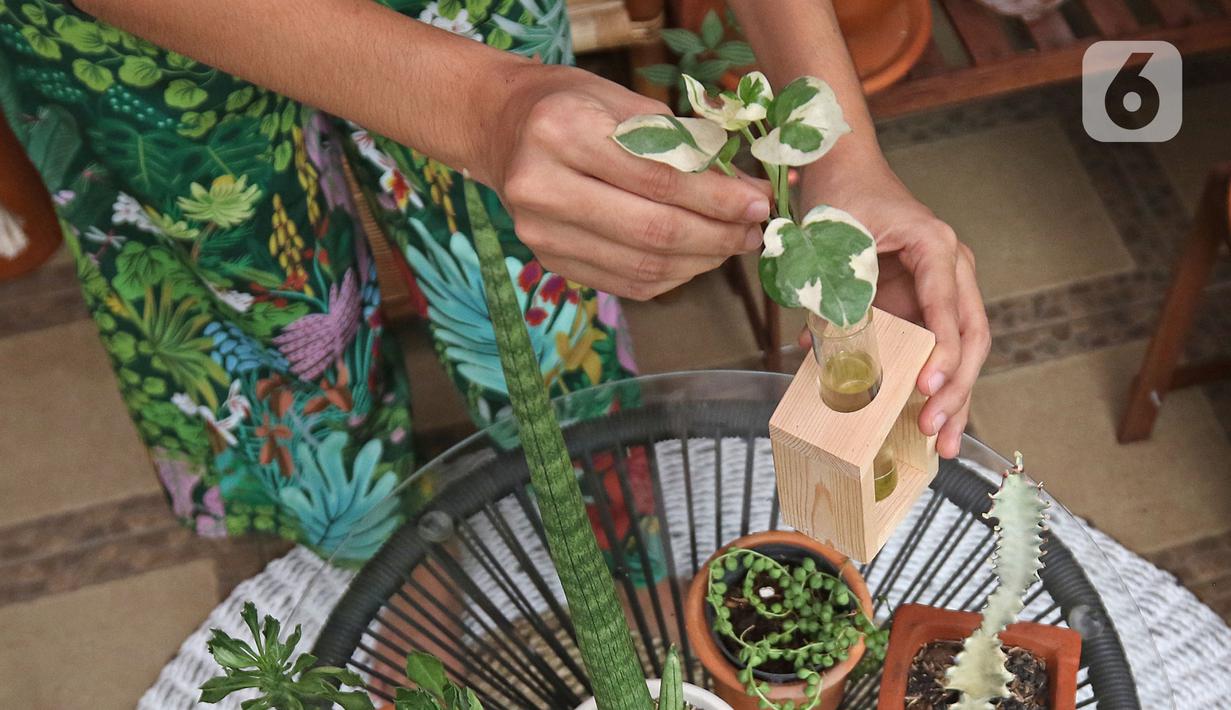 Tika Akmar (35) yang sehari-hari bekerja sebagai Brands Solutions Manager merawat koleksi tanamannya di kediamannya kawasan Jatiwaringin, Bekasi, Rabu (15/07/2020). Tika mengoleksi dan merawat beragam tanaman hias untuk mengisi waktu luang pada masa Pandemi COVID-19. (Liputan6.com/Herman Zakharia)