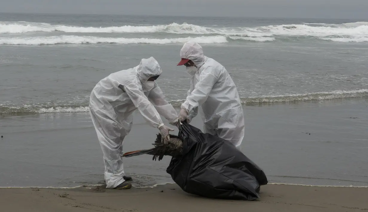 Pekerja kota mengumpulkan pelikan yang mati di pantai Santa Maria di Lima, Peru, Selasa (29/11/2022). Setidaknya 13.000 pelikan telah mati sejauh ini pada bulan November di Sepanjang Pantai Pasifik Peru akibat flu burung, menurut The National Forest and Wildlife Service (Serfor) pada hari Selasa. (AP Photo/Guadalupe Pardo)
