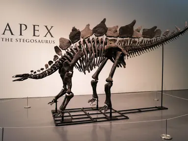 Fosil spesimen Stegosaurus berusia 150 juta tahun dipajang di Sotheby's di New York pada 10 Juli 2024. (Charly TRIBALLEAU / AFP)