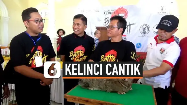 VIDEO: Uniknya Lomba Kelinci Cantik di Magelang