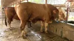 Seekor sapi kurban seberat 800 Kg laku terjual Rp 50 juta. Jika sapi tersebut dipotong bisa menghasilkan daging seberat 4.00 Kg