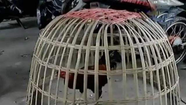Judi Sabung Ayam