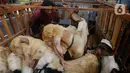 Pedagang bersiap mengantarkan kambing kurban kepada konsumen di kawasan Tanah Abang, Jakarta Pusat, Minggu (16/6/2024). (merdeka.com/Arie Basuki)