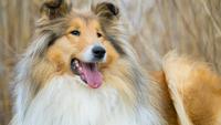 8 Prettiest Dog Breeds in The World That Will Steal Your Heart