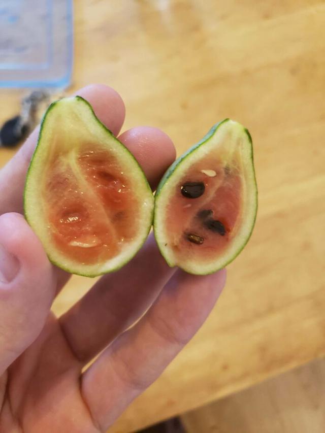 Hasil Berkebun Tak Sesuai Ekspektasi