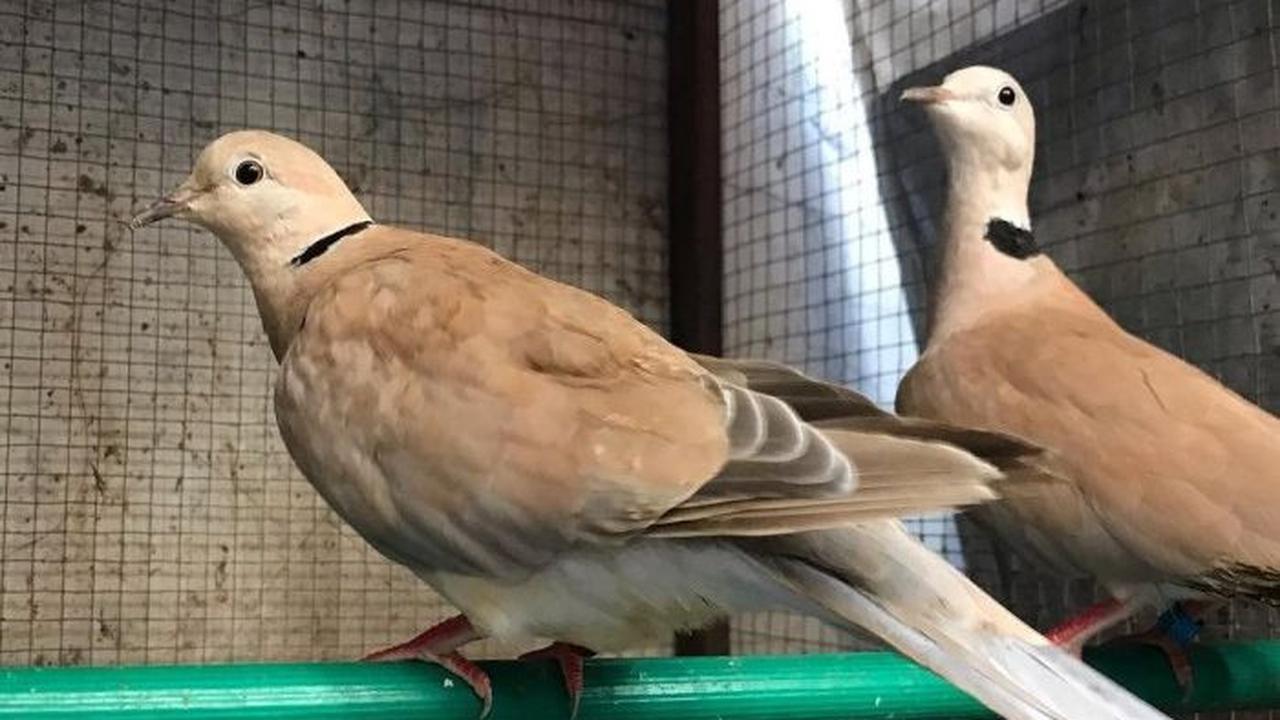 Bukan Burung Endemik Indonesia
