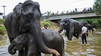 Tol Pekanbaru - Dumai Akan Punya 6 Perlintasan Khusus Gajah