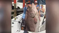 Ikan raksasa berjenis kerapu berhasil ditangkap oleh pemancing di Florida