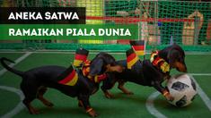 Berita video aneka satwa ramaikan Piala Dunia Rusia 2018 mulai kampanye anti-judi hingga memprediksi tim yang akan memenangi laga.