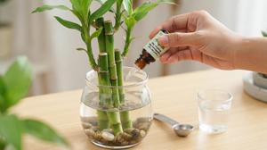 Cara Merawat Bambu Rezeki agar Tidak Menguning, Ini Tips Supaya Tetap Hijau dan Segar