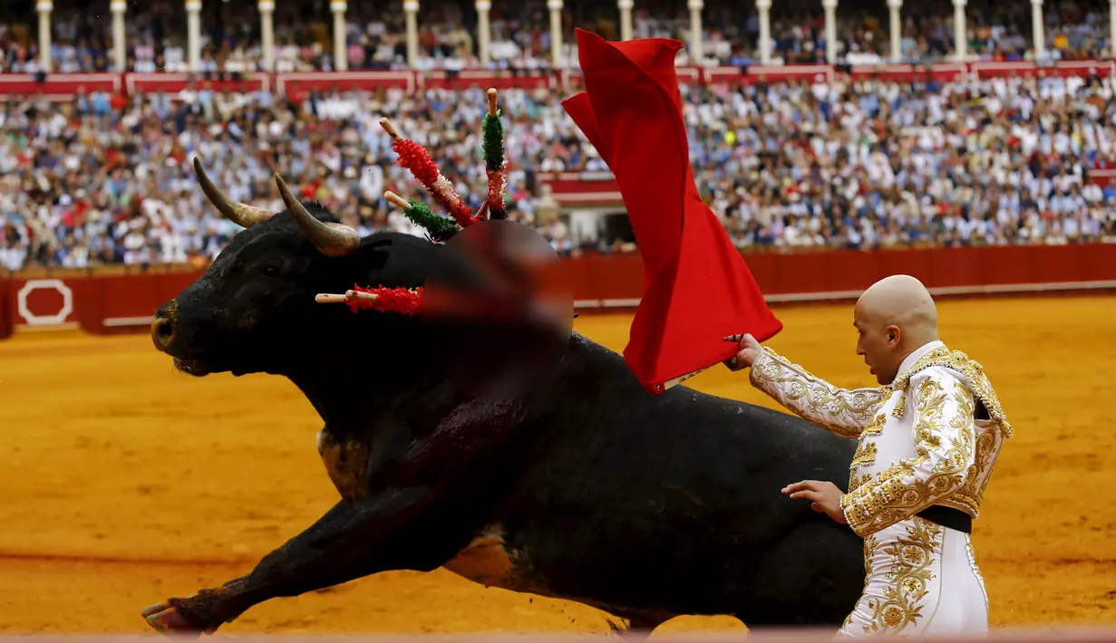 Javier Castano berusaha menaklukan banteng yang menjadi lawannya di arena The Maestranza, ibukota Andalusia, Seville, (17/4). Matador, secara harafiah berarti pembunuh yang sangat ahli di dalam pertarungan melawan banteng. (REUTERS / Marcelo del Pozo) 