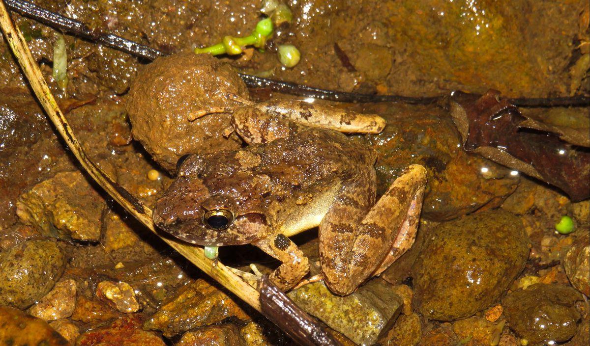 1. Katak Genus Limnonectes Bertarung dengan Taring Mereka<br>