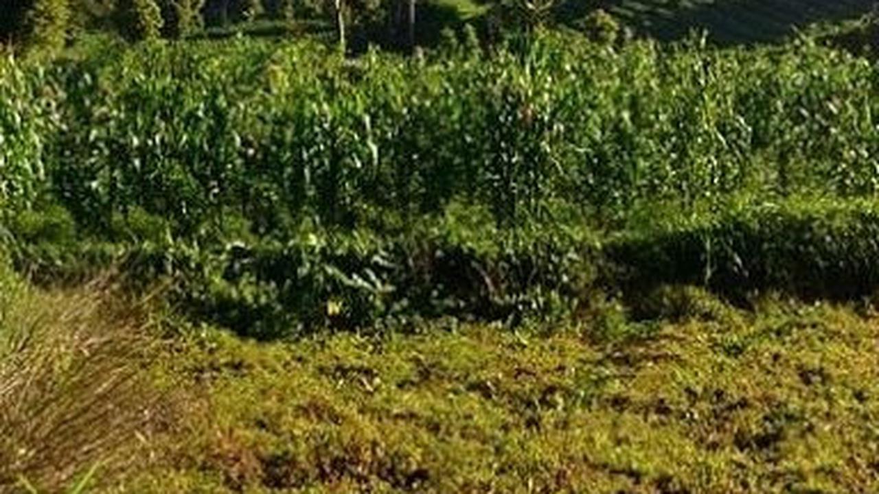 Gunung Kerinci, mahakarya alam yang menjulang megah di Pulau Sumatra, telah lama menjadi pusat perhatian para pencinta alam dan penjelajah.