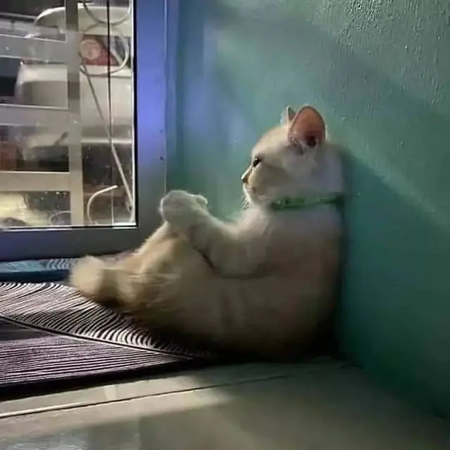 10 Potret Lucu Pose Kucing saat Duduk Ini Bikin Gemas