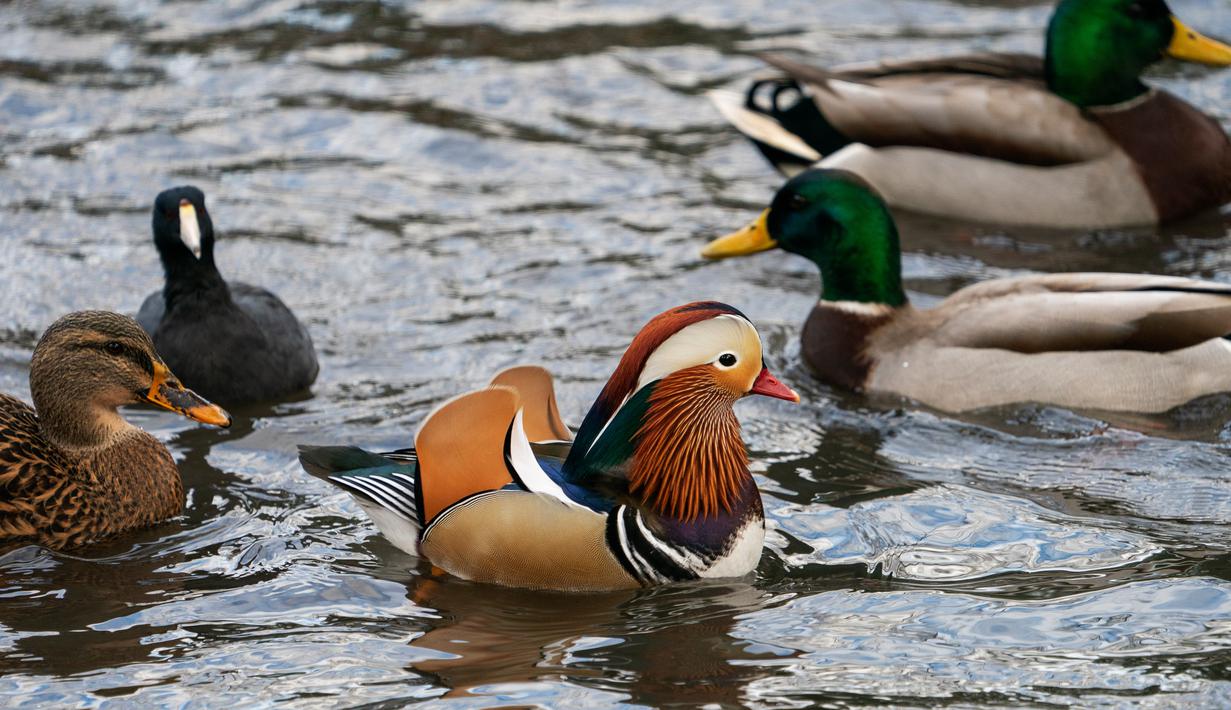 Bebek mandarin berenang di antara bebek-bebek lain di sebuah kolam di Central Park, New York, Selasa (27/11). Bebek langka tersebut mencuri perhatian karena warna bulunya tampak unik dan berbeda dari bebek yang ada di New York. (Don EMMERT / AFP)