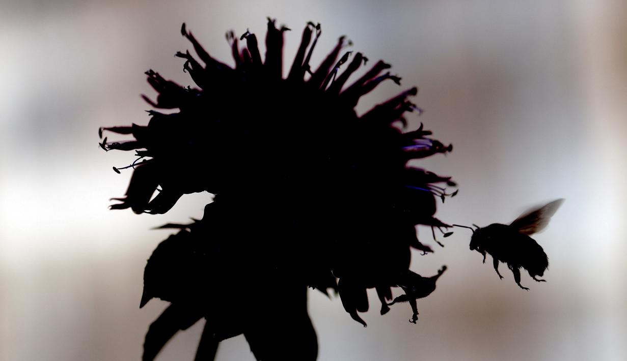 Seekor lebah terbang dekat bunga untuk mencari nektar di Hillsborough, North Carolina, Amerika Serikat, Kamis (2/7/2020). (AP Photo/Gerry Broome)